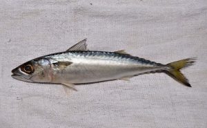 Hewan Laut Ikan Sungli Salem: Spesies dan Keunikan Mereka