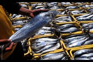 Hewan Laut Ikan Tenggiri Papan: Karakteristik dan Peran Ekosistem