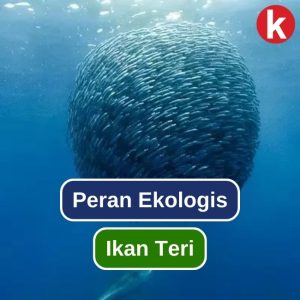 Hewan Laut Ikan Teri: Karakteristik dan Peran Ekosistem Laut