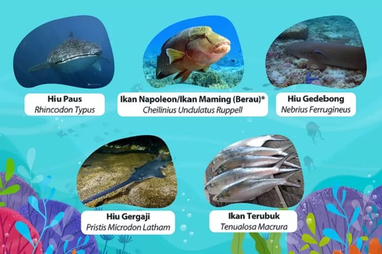Hewan Laut Ikan Terpony: Jenis dan Karakteristik Utamanya