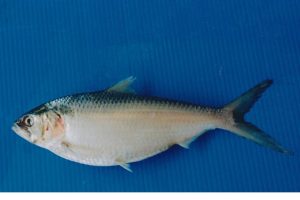 Hewan Laut Ikan Terubuk: Karakteristik dan Habitatnya