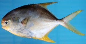 Hewan Laut: Langkah Ikan Bawal Laut dalam Ekosistem Perairan