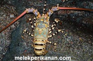 Hewan Laut Lobster: Karakteristik dan Peran dalam Ekosistem