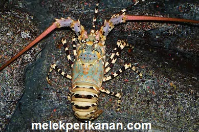 Hewan Laut Lobster: Karakteristik dan Peran dalam Ekosistem