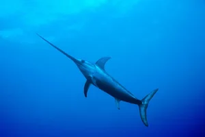 Ikan Cucut: Hewan Laut Predator yang Menakjubkan