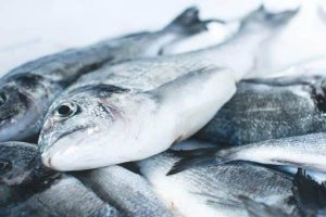 Ikan Kakap: Hewan Laut yang Bernilai Ekonomis Tinggi