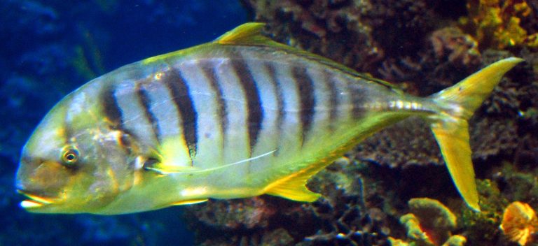 Ikan Kuwe Kuning: Hewan Laut yang Menarik dan Unik