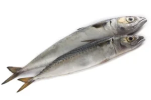 Ikan Mackerel Cero: Hewan Laut yang Dinamis dan Bernilai Ekonomi