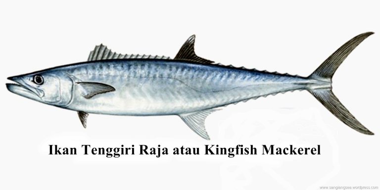 Ikan Mackerel Raja: Hewan Laut yang Menakjubkan dan Penting