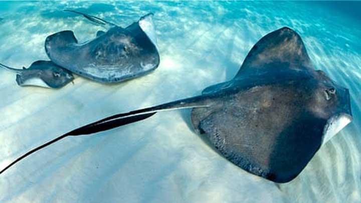 Ikan Pari Macan: Hewan Laut dengan Pola Cangkang Menarik
