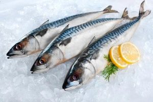 Ikan Tenggiri Batang: Karakteristik dan Peran dalam Ekosistem Laut