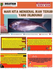 Ikan Terubuk: Hewan Laut yang Menjadi Kekayaan Laut Indonesia
