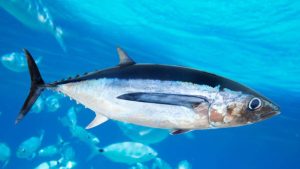 Ikan Tuna Albakora: Hewan Laut yang Menakjubkan dan Berharga