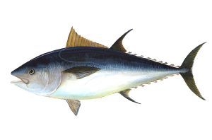 Ikan Tuna Sirip Biru Atlantik: Karakteristik dan Habitatnya