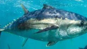 Ikan Tuna Sirip Biru Pasifik: Karakteristik dan Peran Ekosistem