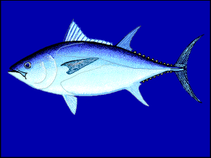 Ikan Tuna Sirip Biru Selatan: Karakteristik dan Peran Ekosistem