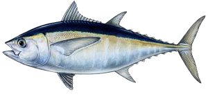 Ikan Tuna Sirip Hitam: Spesies Laut yang Menakjubkan