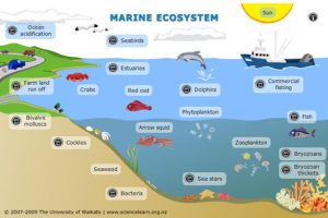 Keanekaragaman Hewan Laut dalam Ekosistem Ganggang Laut