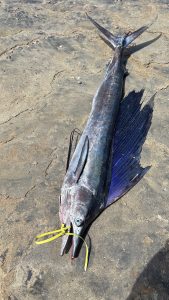 Keindahan dan Karakter Ikan Marlin Biru di Lautan