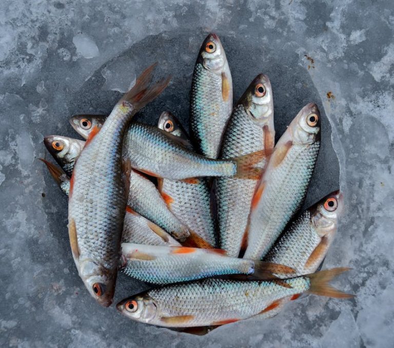 Keindahan dan Kehidupan Ikan Balanak di Lautan