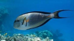 Mengenal Hewan Laut Ikan Kulit Pasir dan Karakteristiknya