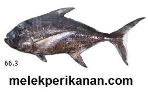 Mengenal Hewan Laut Ikan Tengkek: Karakteristik dan Habitatnya
