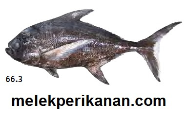 Mengenal Hewan Laut Ikan Tengkek: Karakteristik dan Habitatnya