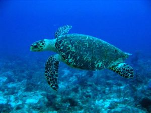 Mengenal Hewan Laut Penyu Sisik: Karakteristik dan Keunikan