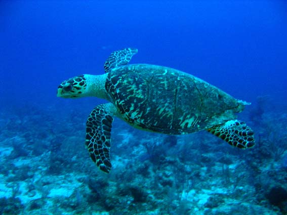 Mengenal Hewan Laut Penyu Sisik: Karakteristik dan Keunikan