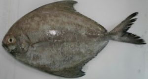 Mengenal Ikan Bawal Hitam: Karakteristik dan Habitatnya