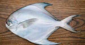 Mengenal Ikan Bawal Putih: Karakteristik dan Habitatnya