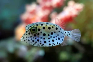 Mengenal Ikan Buntal, Hewan Laut yang Unik dan Beracun
