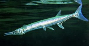 Mengenal Ikan Cucut: Spesies Hewan Laut yang Menakjubkan