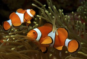 Mengenal Ikan Giru (Badut): Spesies Laut yang Menarik dan Unik