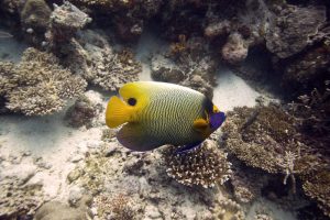 Mengenal Ikan Injel, Jenis Hewan Laut yang Unik dan Menarik