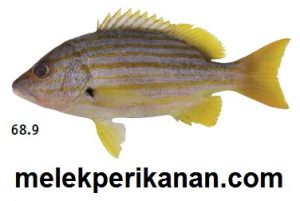 Mengenal Ikan Kakap Kuning: Karakteristik dan Habitatnya