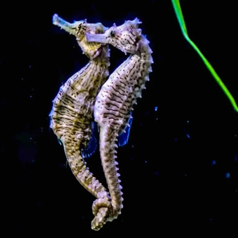 Mengenal Ikan Kuda Laut: Hewan Laut Unik dan Menarik