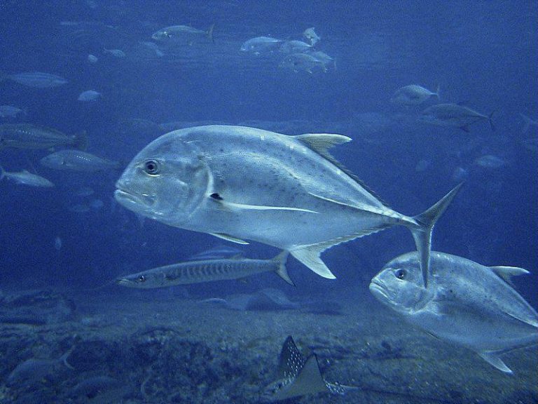 Mengenal Ikan Kuwe di Perairan Laut Florida