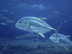 Mengenal Ikan Kuwe Lilin: Hewan Laut yang Unik dan Menarik