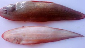 Mengenal Ikan Lidah, Hewan Laut yang Unik dan Menarik