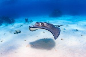 Mengenal Ikan Pari Macan, Hewan Laut yang Menarik dan Unik