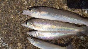 Mengenal Ikan Puntung Damar, Hewan Laut yang Unik dan Langka