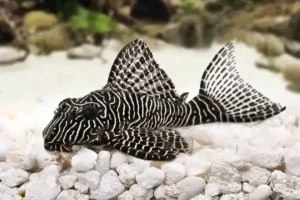 Mengenal Ikan Sapu-sapu, Hewan Laut yang Unik dan Penting