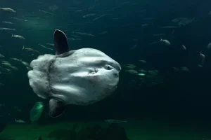 Mengenal Ikan Tatihu, Hewan Laut yang Menakjubkan di Perairan Indonesia