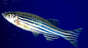 Mengenal Ikan Zebra: Hewan Laut Bercorak Hitam Putih