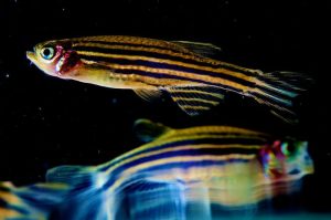 Mengenal Ikan Zebra: Hewan Laut yang Menarik dan Unik
