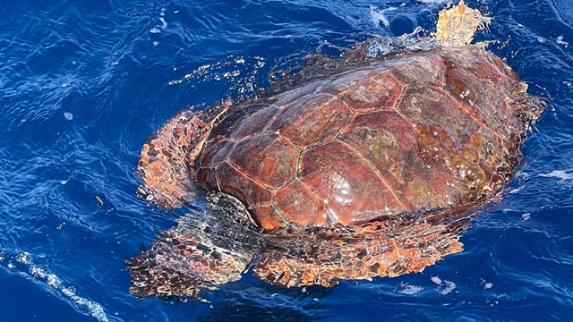 Mengenal Penyu Tempayan: Spesies Hewan Laut yang Dilindungi