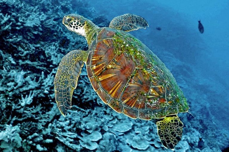 Penyu Hijau: Spesies Hewan Laut yang Dilindungi dan Penting