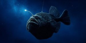 Tanda-Tanda Kehadiran Hewan Laut Ikan di Lautan