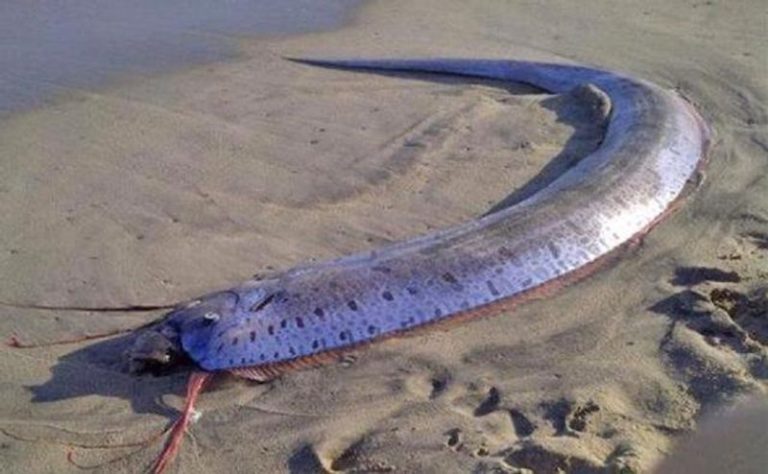Tanda-Tanda Kehadiran Hewan Laut Ikan di Perairan Indonesia